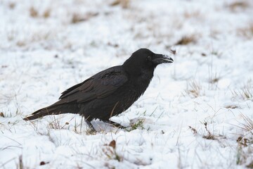 Close-up of the common raven (Corvus corax) - black bird on snow in winter