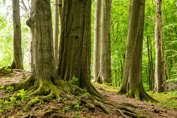 Trunks and roots of huge old beech trees in a spring forest, Ith ridge, Weserbergland, Germany - obrazy, fototapety, plakaty