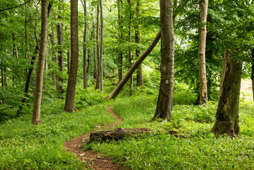 Winding hiking trail between tree trunks in a lush green forest on the Ith ridge, section of the 