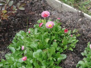 Pink daisies in the garden