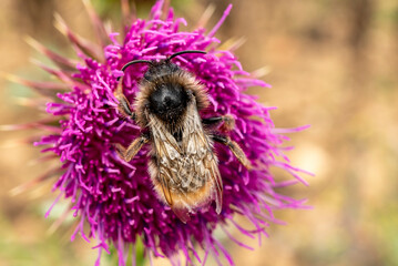 Macro shot of an early bumblebee (Bombus pratorum) collecting pollen from a purple thistle flower