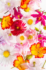 Flower mix on a white background. Flowers are randomly arranged. Wallpaper, background.