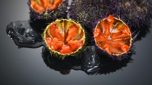 Sea Urchin with caviar close-up, on black background. Fresh open sea urchins with ice, ready to eat. Border design, delicatessen food. Traditional Mediterranean food. Roe. Sea food