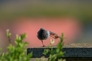 Photo of a black redstart on a fence