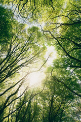 Fototapeta premium Looking up at a tree canopy in a forest