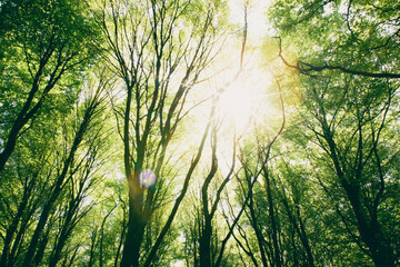Fototapeta premium Looking up at a tree canopy in a forest