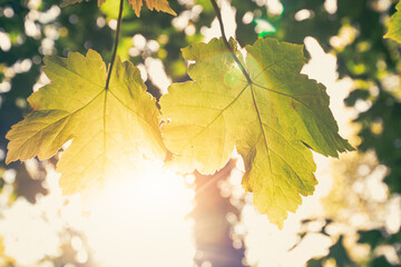 Amazing patterns created on leaves in a forest