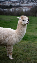 Fototapeta premium alpaca in the zoo