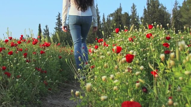 Girl with long black hair in blue jeans and a white sweater walks through a field with growing wildflowers - poppies, cornflowers, and buttercups. High-quality shooting in Full HD format.