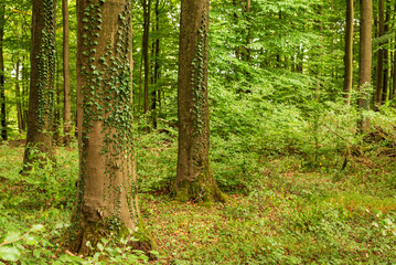 Common ivy (Hedera helix) climbing up huge old beech trunks in a lush green deciduous forest,...