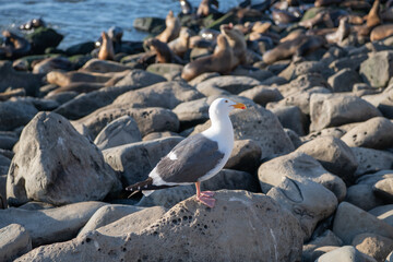 gull bird in nature. image of gull bird in fauna. gull bird outdoor. gull bird in wildlife