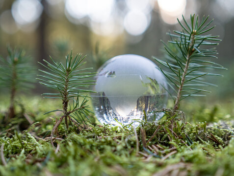 Glass Earth Globe In Forest.