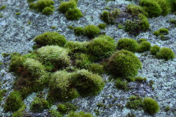 Dicranella heteromalla, detail of moss on rock