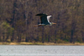 濤沸湖の野鳥１１