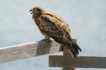 濤沸湖の野鳥５