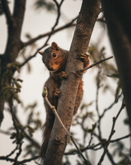 red squirrel on a tree