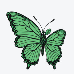 green butterfly isolated on white background vector