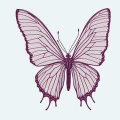 butterfly vector