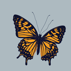 butterfly