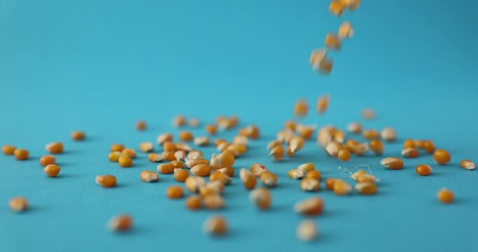 Pile of raw corn kernels is rotated closeup on blue background. Yellow corn and corn seeds