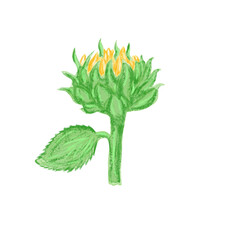 Yellow sunflower. Hand drawn watercolor illustration. Great for rustic wedding design, thanksgiving decoration, fabric, greeting cards, etc