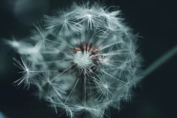 Rolgordijnen Pusteblume © Stephanie