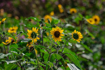 Yellow flowers in the garden