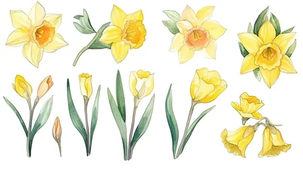 Foto op Plexiglas anti-reflex set of watercolor daffodil flowers, generative ai © hamzahalderad