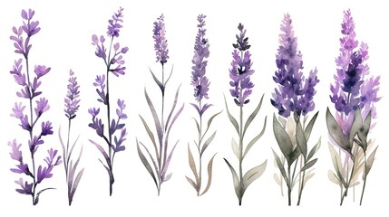 set of watercolor lavender plants, generative ai