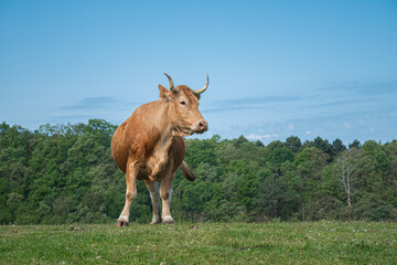 Cow in a field with the blue sky