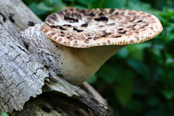 Dryad`s Saddle - Polyporus squamosus, on trunk of dead tree