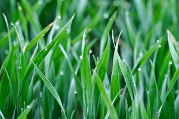 Green grass with dew drops close-up. Natural background.