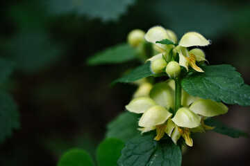 Lamiastrum galeobdolon other name Galeobdolon luteum, perennial yellow flowering herb. Yellow archangel