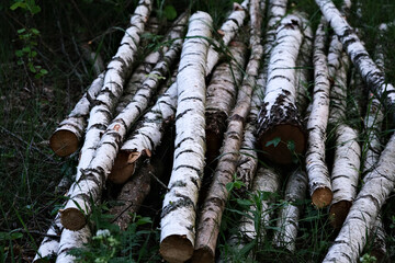 Fototapeta premium Pile of cut birch trunks in the forest 