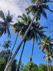 Fototapeta na wymiar Palm tree againts the sky