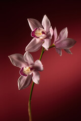 Pink Cymbidium orchid flowers on a red background, vertical format