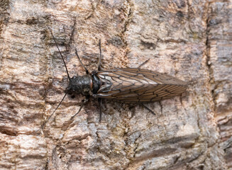 Alderfly