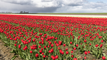 Fototapeta na wymiar Blühende Tulpenfelder im Frühling an der Tulpenroute in Flevoland