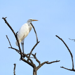 airone bianco in inverno