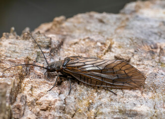 Alderfly
