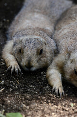 プレーリードッグ