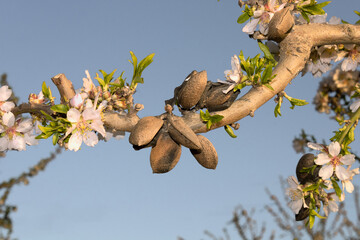 Almond blossom detail