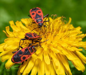 Firebugs on dandelion flower