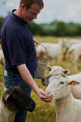 Agriculture, sheep and feed with man on farm field for help, sustainability and animal care. Labor, ecology and summer with male farmer in countryside meadow for livestock, lamb and pasture © Adene Sanchez/peopleimages.com