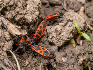 Firebugs aggregation