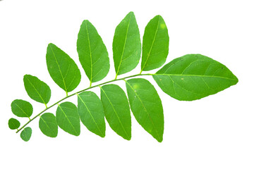Fototapeta na wymiar leaves of tropical forest in thailand on white background with clipping path