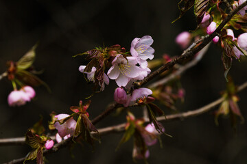 芽吹き始めるエゾ山桜