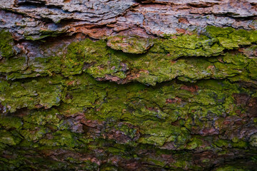Moss covered tree trunk close-up. Moss cover on tree bark background. Close-up moss texture on tree surface. - Powered by Adobe