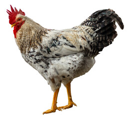 Rooster from the side view isolated on transparent background