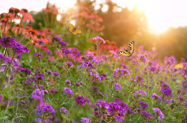 Beautiful big colorful meadow flowers and butterflies in sunny garden, abstract blurred natural background. gentle floral nature image. dreaming, harmony mood. summer season. template for design